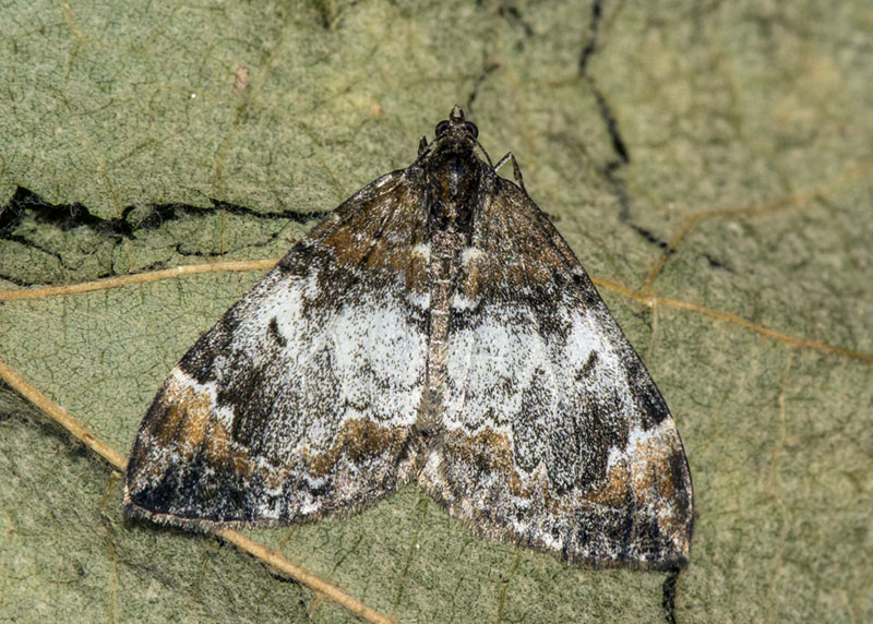 Geometridae: Dysstroma truncata